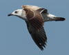 Larus armenicus